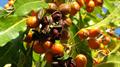 Sweet Pittosporum